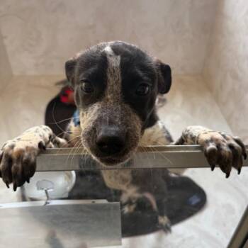 Australian Cattle Dog Blue Heeler and Labrador Retriever Dogs Available for Adoption in Columbia, Illinois - Rocky Road | PetCurious