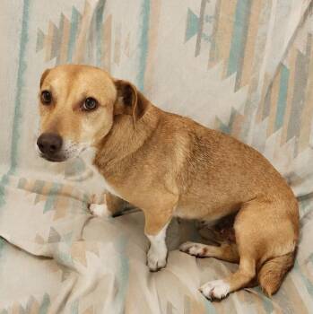 Mini Moo -  Beagle and Labrador Retriever Dog for Adoption in Carolina, Carolina - Mini Moo | PetCurious