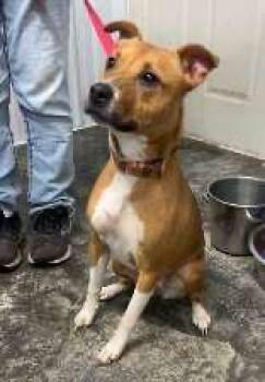 Georgie -  Boxer Dog for Adoption in Scottsburg, Indiana - Georgie | PetCurious