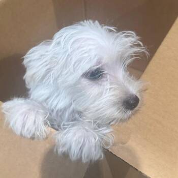 Nube -  Mixed Breed Dog for Adoption in Winston-salem, North Carolina - Nube | PetCurious