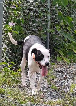 Rescue Mountain Cur and Terrier Dogs for Adoption in Sylva, North Carolina - Cookie (Courtesy Post) | PetCurious