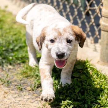 Labrador Retriever and Australian Cattle Dog Blue Heeler Dogs Available for Adoption - Atticus Finch | PetCurious