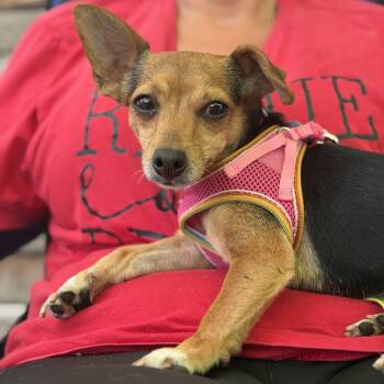 Willow -  Chihuahua and Jack Russell Terrier Dog for Adoption in Palm Coast, Florida - Willow | PetCurious