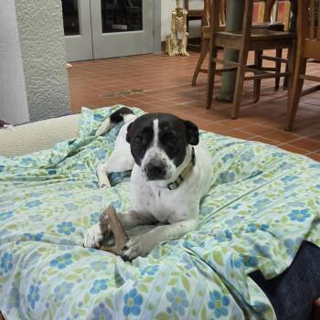 Pig -  Mixed Breed Dog for Adoption in Houston, Texas - Pig | PetCurious