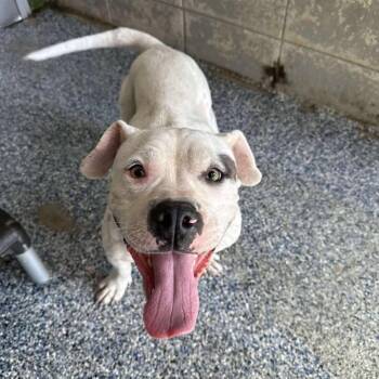 Rescue Pit Bull Terrier Dogs for Adoption in Eagle, Idaho - Louise | PetCurious