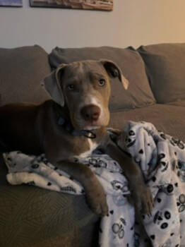 Rescue Pit Bull Terrier and Mixed Breed Dogs for Adoption in Atlanta, Georgia - CHONG | PetCurious