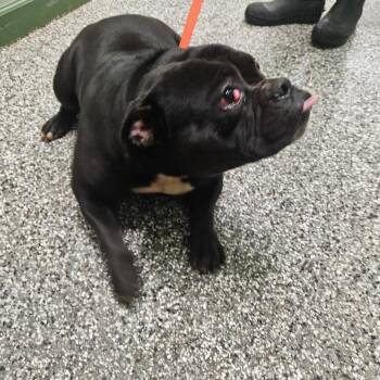 English Bulldog Dogs Available for Adoption - Selena | PetCurious