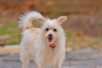 Rescue Mixed Breed and Terrier Dogs for Adoption in Atlanta, Georgia - Mia | PetCurious