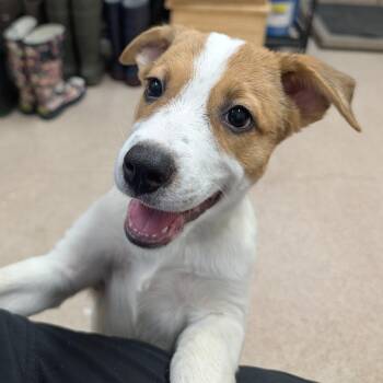 Coconut -  Mixed Breed Dog for Adoption in Ardmore, Oklahoma - Coconut | PetCurious
