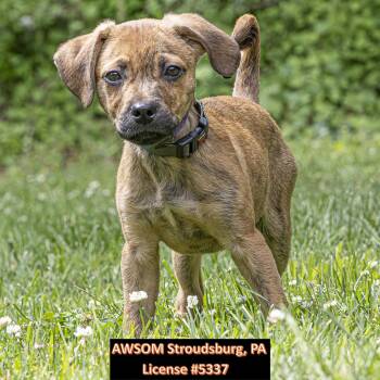 Hound Dogs Available for Adoption in Stroudsburg, Pennsylvania - Luigi | PetCurious