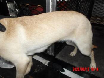 June -  Chihuahua Dog for Adoption in Hobbs, New Mexico - June | PetCurious