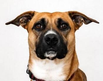 Rosco -  Australian Cattle Dog Blue Heeler Dog for Adoption in Sterling, Colorado - Rosco | PetCurious