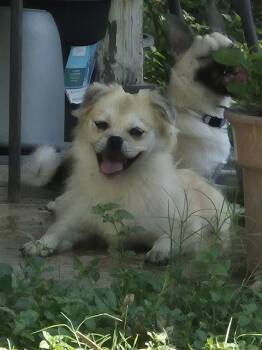 VIV -  Pug Dog for Adoption in San Antonio, Texas - VIV | PetCurious