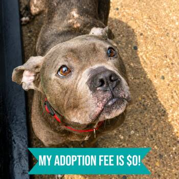 Gremlin -  Mixed Breed Dog for Adoption in Charleston, West Virginia - Gremlin | PetCurious