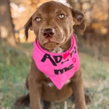 Jazzy -  Shepherd and Mastiff Dog for Adoption in Kingman, Arizona - Jazzy | PetCurious