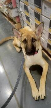 Shepherd Dogs Available for Adoption in Roseville, California - Kaylee! | PetCurious
