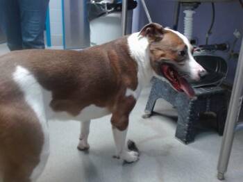 JIMINY -  Pit Bull Terrier and Mixed Breed Dog for Adoption in Albuquerque, New Mexico - JIMINY | PetCurious