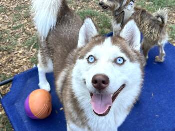 Kona -  Siberian Husky Dog for Adoption in Mount Pleasant, South Carolina - Kona | PetCurious