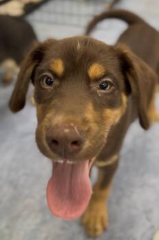 Thunder -  Mixed Breed Dog for Adoption in Charleston, South Carolina - Thunder | PetCurious