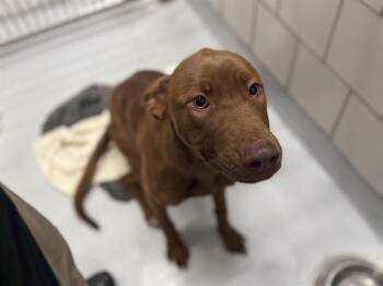 BUTTER SIDE DOWN -  Labrador Retriever and Mixed Breed Dog for Adoption in Grand Prairie, Texas - BUTTER SIDE DOWN | PetCurious