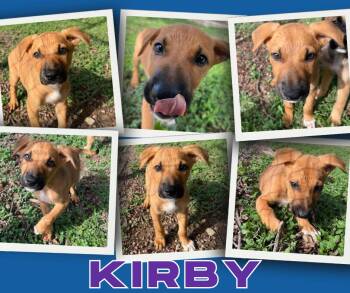 Rescue Terrier Dogs for Adoption in Universal City, Texas - Kirby | PetCurious