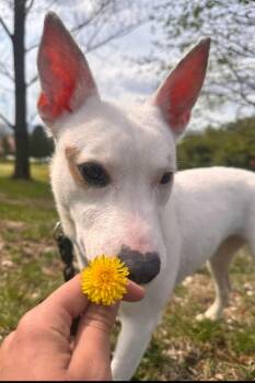 Mixed Breed Dogs Available for Adoption in Walnutport, Pennsylvania - Tully | PetCurious