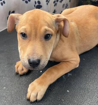 Hound Dogs Available for Adoption - Maple Macaroni | PetCurious