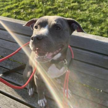 Rescue Pit Bull Terrier Dogs for Adoption in Ferndale, Washington - Bella | PetCurious