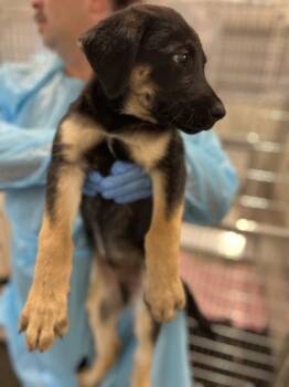 Saizon -  Flat Coated Retriever and German Shepherd Dog Dog for Adoption in Fresno, California - Saizon | PetCurious