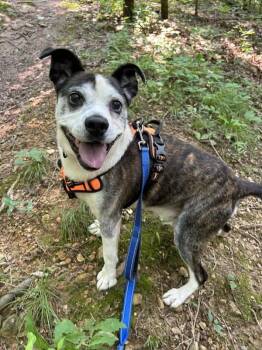 Rescue Mixed Breed Dogs for Adoption in Pegram, Tennessee - HENRY | PetCurious