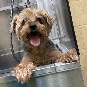 Jerry -  Mixed Breed and Yorkshire Terrier Dog for Adoption in Salt Lake City, Utah - Jerry | PetCurious
