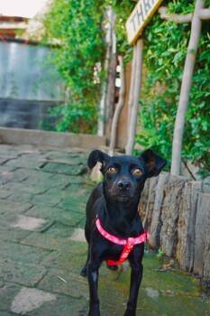 Chihuahua and Boston Terrier Dogs Available for Adoption - Barista | PetCurious