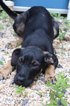 Kara Zor-El -  Mixed Breed Dog for Adoption in New Orleans, Louisiana - Kara Zor-El | PetCurious