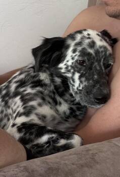 Dotty -  Dalmatian and Great Pyrenees Dog for Adoption in Gainesville, Virginia - Dotty | PetCurious