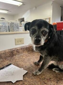 Rescue Mixed Breed Dogs for Adoption in Cincinnati, Ohio - Tubby Tubs | PetCurious