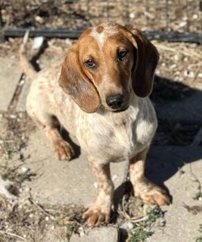 Cardi -  Dachshund and Beagle Dog for Adoption in Washington, Missouri - Cardi | PetCurious