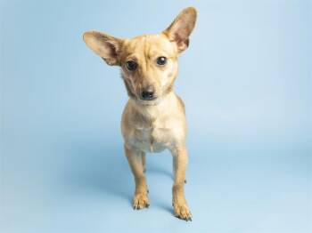 FRED -  Chihuahua Dog for Adoption in Phoenix, Arizona - FRED | PetCurious