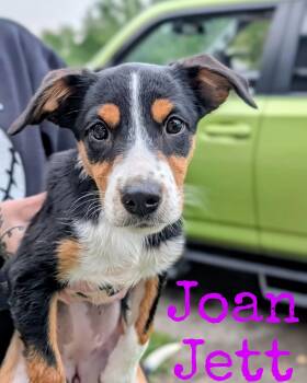 Joan Jett -  Jack Russell Terrier Dog for Adoption in Cowlesville, New York - Joan Jett | PetCurious