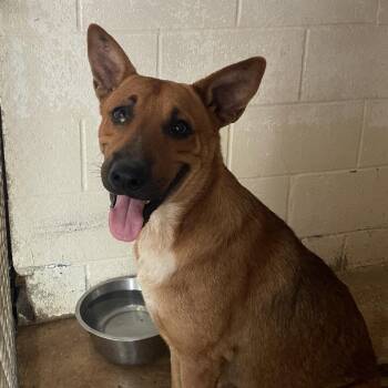 Dalton -  Shepherd Dog Available for Adoption in Edinburg, Texas - Dalton | PetCurious