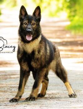Iris -  German Shepherd Dog Dog for Adoption in St. Augustine, Florida - Iris | PetCurious