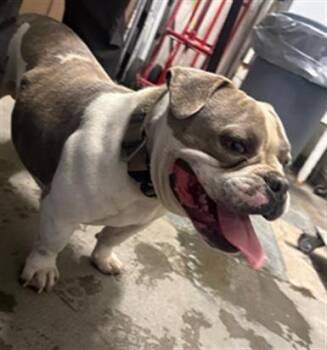 GRAYSON -  English Bulldog and Mixed Breed Dog for Adoption in Camarillo, California - GRAYSON | PetCurious