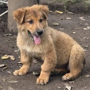 Marguerite -  Shepherd Dog for Adoption in Springboro, Ohio - Marguerite | PetCurious