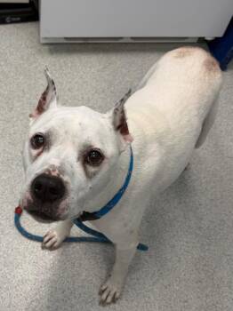 Baby Girl -  Pit Bull Terrier and Mixed Breed Dog for Adoption in Frankfort, Kentucky - Baby Girl | PetCurious
