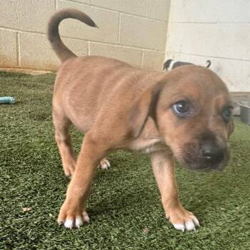 Penny Lane 4862 -  Mixed Breed Dog for Adoption in Loxahatchee Groves, Florida - Penny Lane 4862 | PetCurious