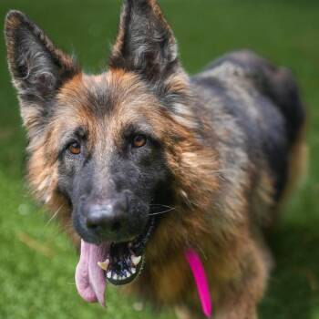 Uma -  German Shepherd Dog Dog for Adoption in Jacksonville, Florida - Uma | PetCurious