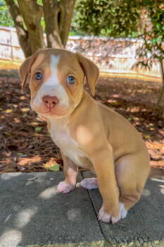 Rescue Hound Dogs for Adoption in Holly Springs, North Carolina - Hudson | PetCurious