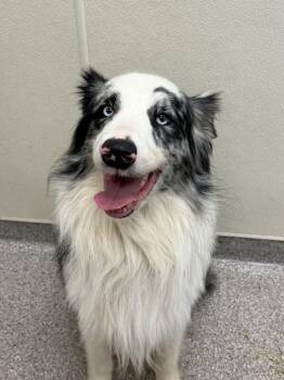 Australian Shepherd Dogs Available for Adoption in Disputanta, Virginia - Clyde | PetCurious