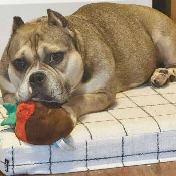 Rescue English Bulldog Dogs for Adoption in Huber Heights, Ohio - Annabelle | PetCurious
