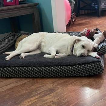 Jazzman #7316 -  Great Pyrenees and Labrador Retriever Dog for Adoption in Louisville, Kentucky - Jazzman #7316 | PetCurious
