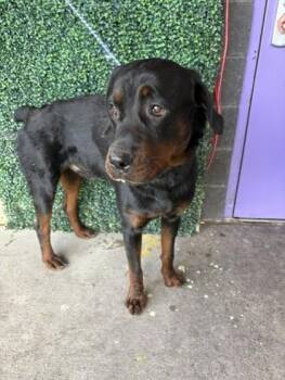 61633966 -  Rottweiler and Mixed Breed Dog for Adoption in El Paso, Texas - 61633966 | PetCurious